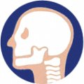 Neck — joint area Hondrexil is aimed at